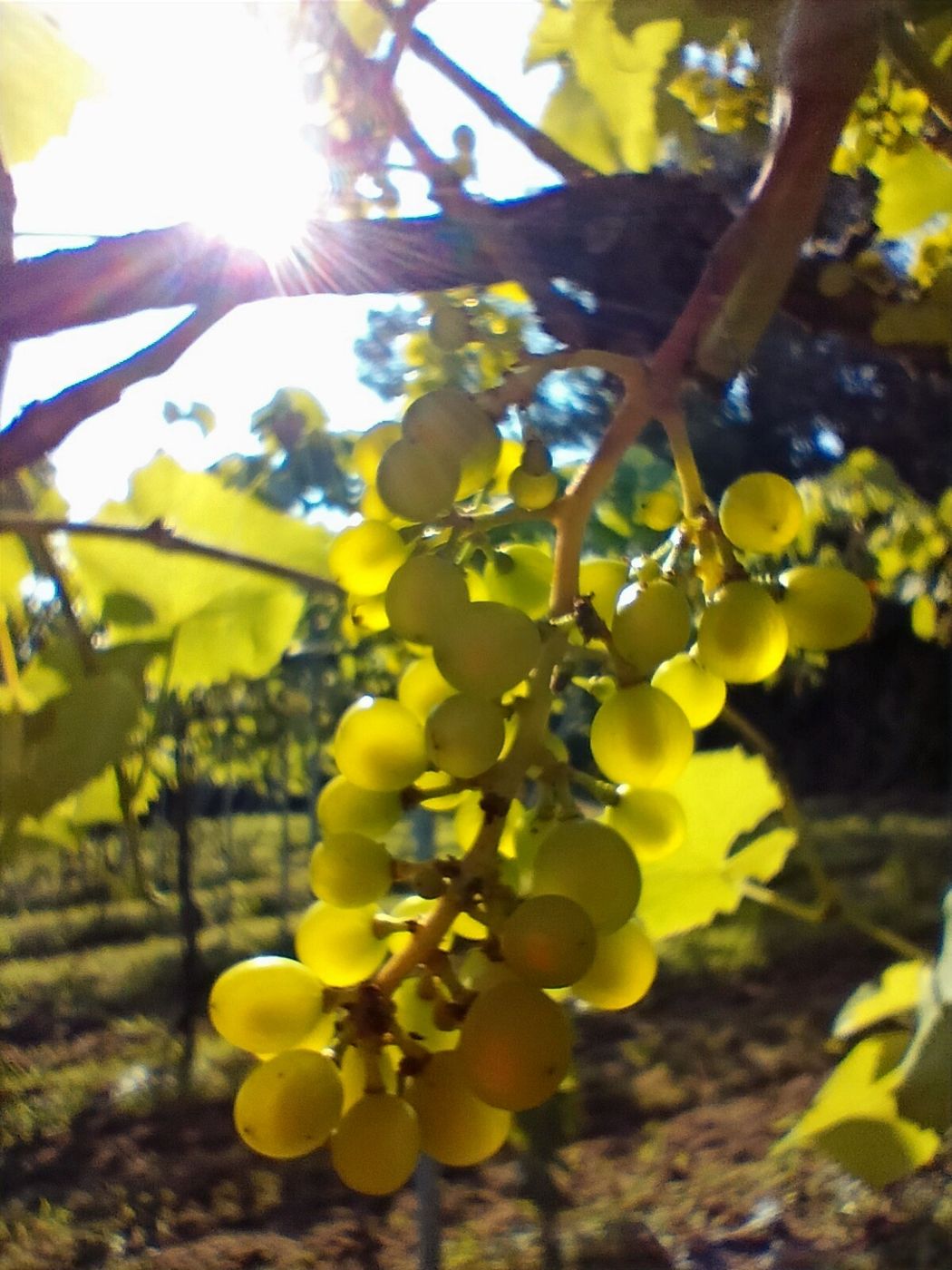 A bunch of ripe green grapes in the sun