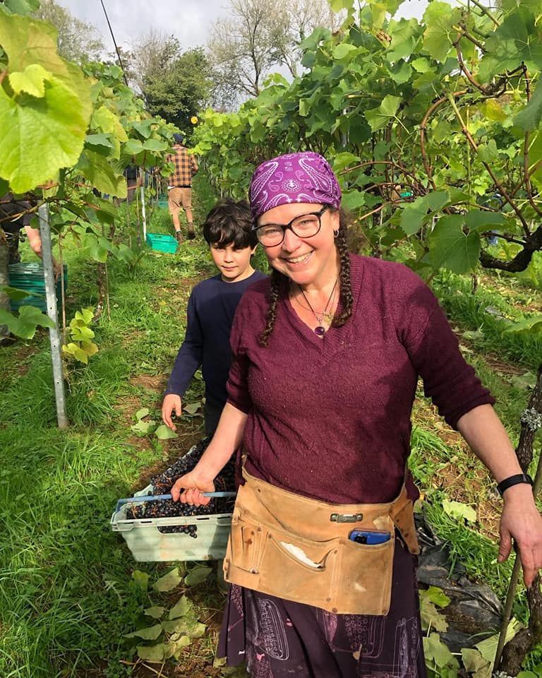 Harvest in the vineyard, carrying a crate of grapes