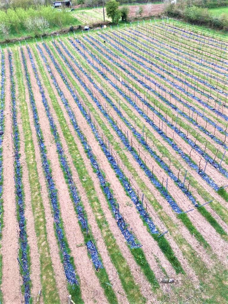 The vineyard seen from above, in stripes of vine and cover crop
