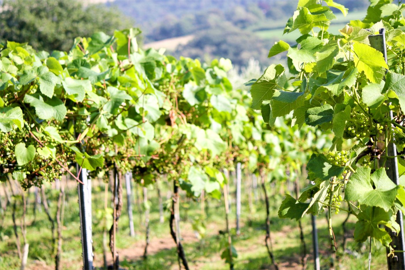 Rows of vines on a slope with the valley beyond
