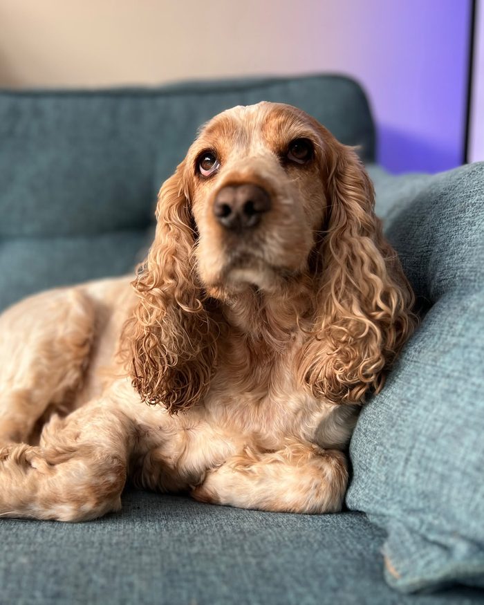 A cocker spaniel resting on a blue sofa