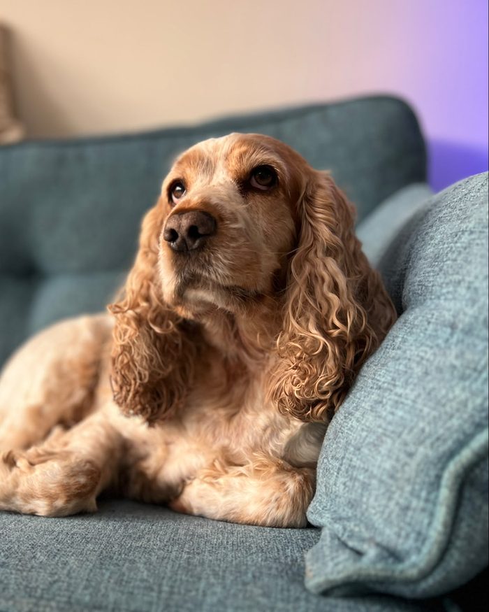 A cocker spaniel lying on a blue sofa, looking up