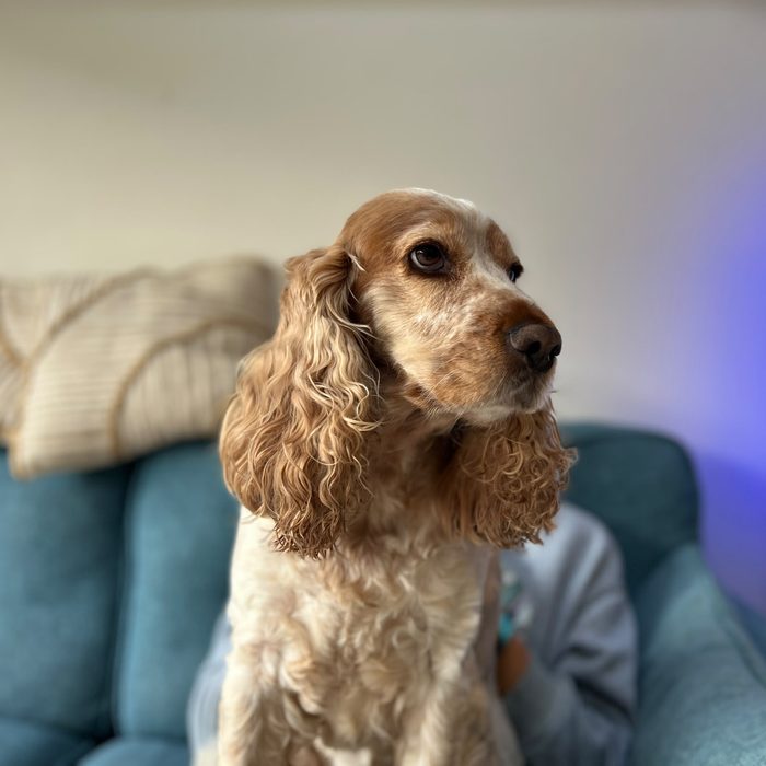 A cocker spaniel sitting on a sofa