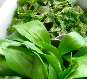 Wild Garlic, Nettle and Leek Hummus
