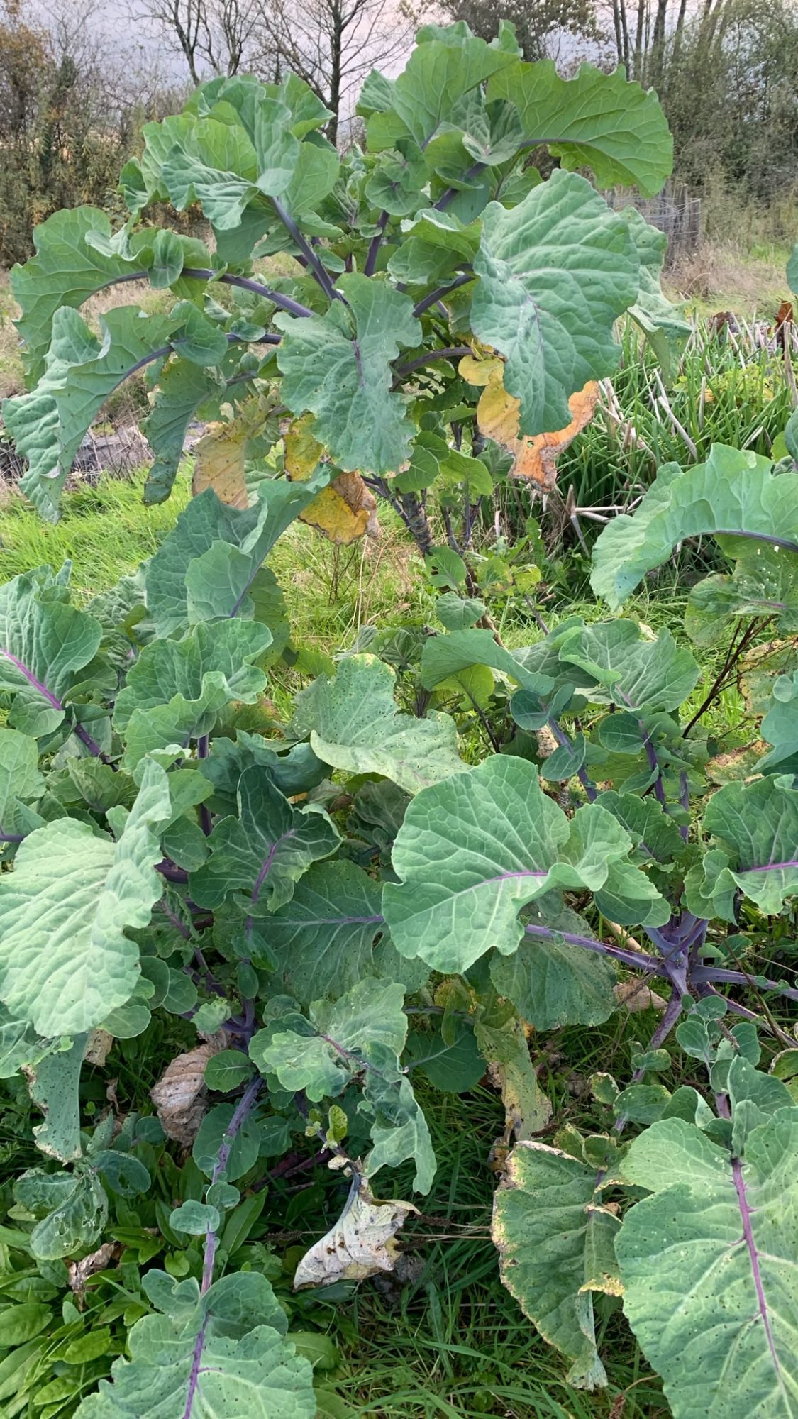 Perennial Kale